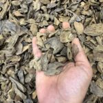 بابوا غينيا الجديدة ( الاسترالي )